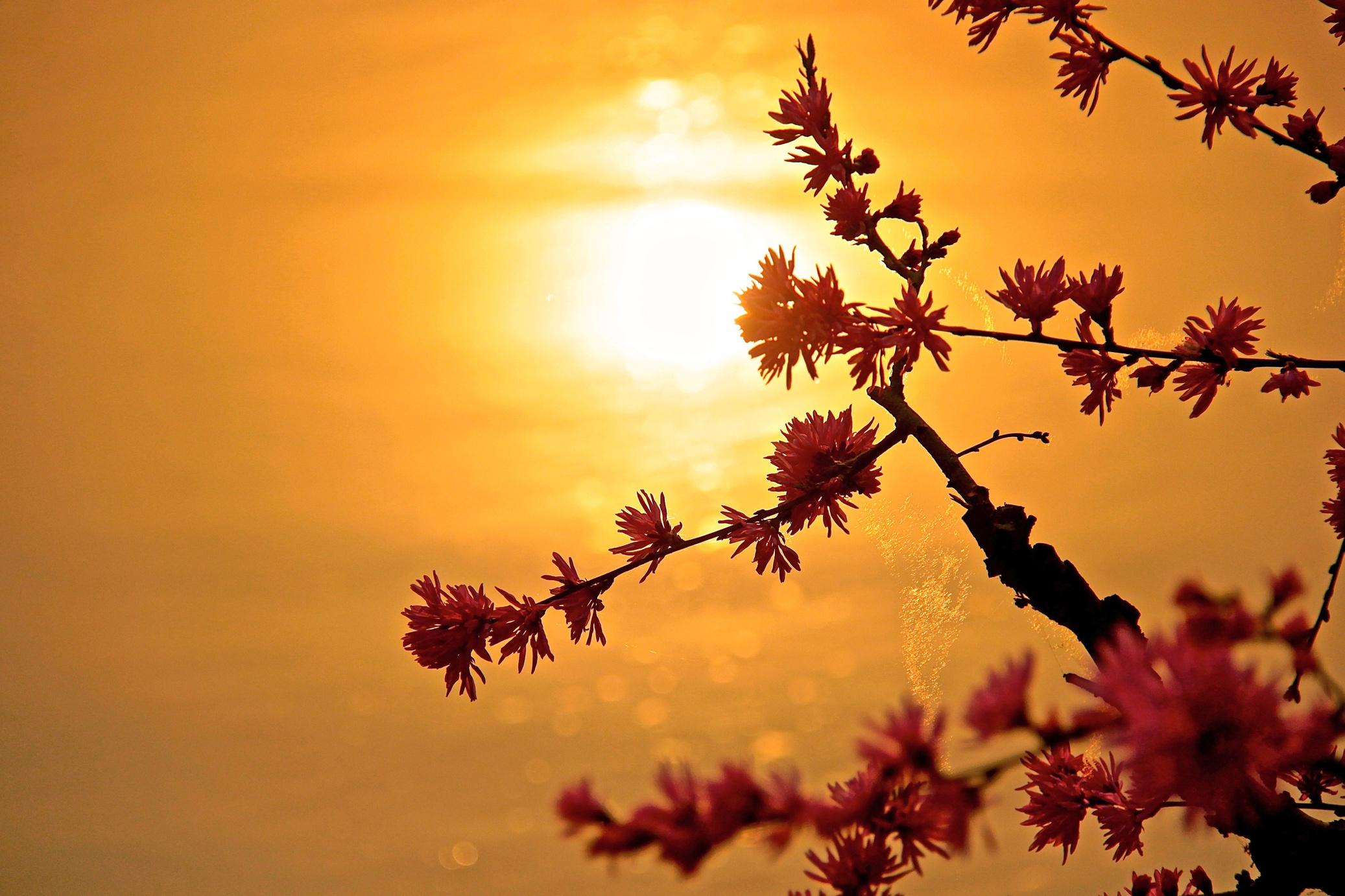 Tree Blossoms over Sunset